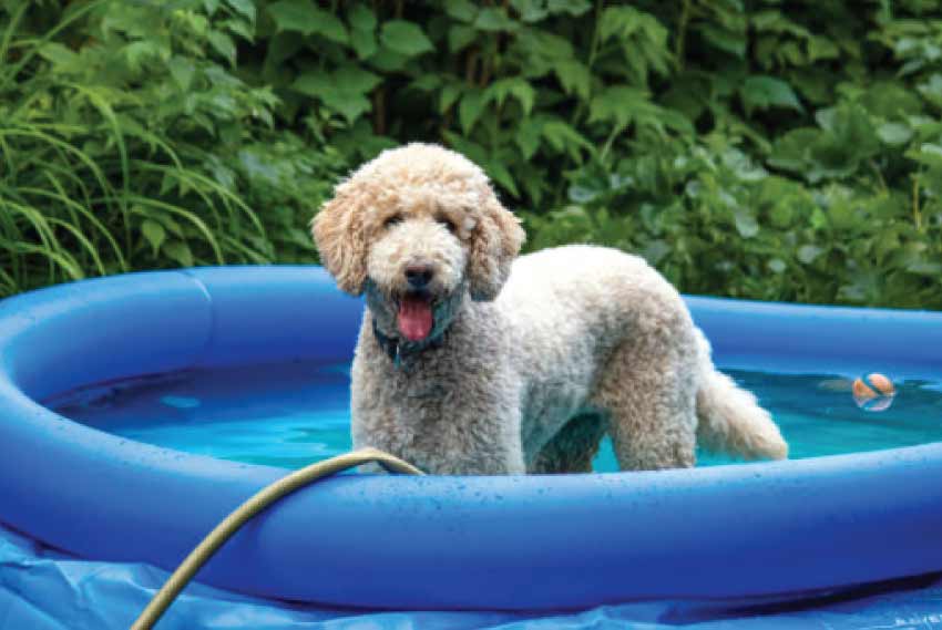 Are Paddling Pools Good for Dogs