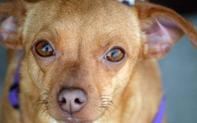 Chiweenie Chihuahua Pug Mix | What is a Chiweenie mixed with?