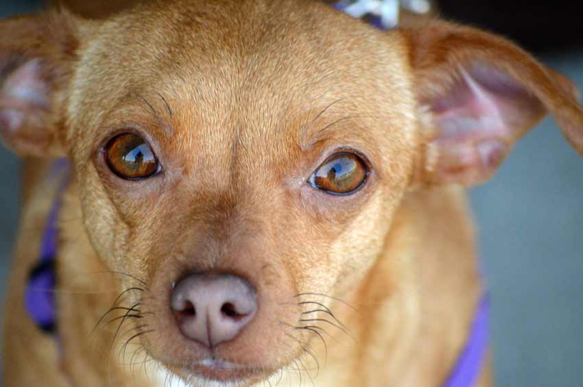 Chiweenie Chihuahua Pug Mix