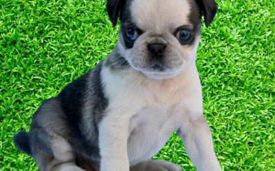 Panda Pugs | What is a Panda Pug Mixed with?