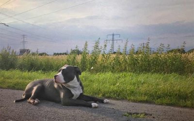 Blue American Bully Puppy Price