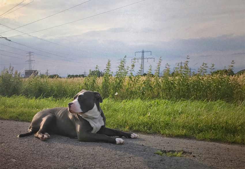 Blue American Bully