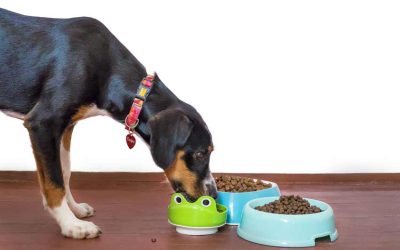 Can you freeze fresh pet dog food?