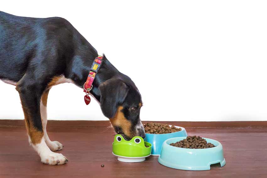Can you freeze fresh pet dog food