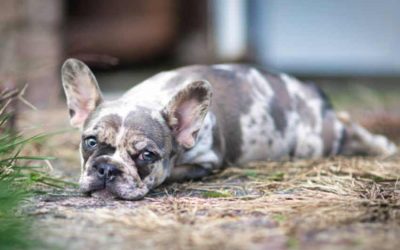 Full Grown Blue Merle French Bulldog