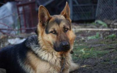 Wolf German Shepherd Husky Mix