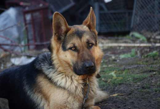 wolf german shepherd husky mix