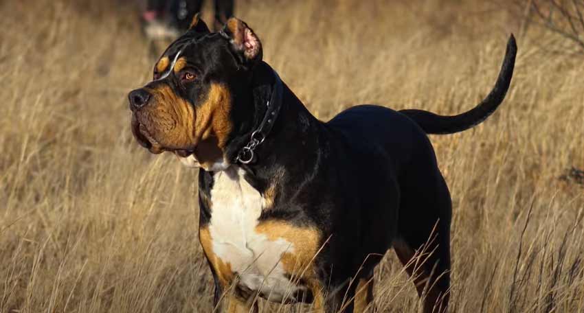 Tri color American Bully