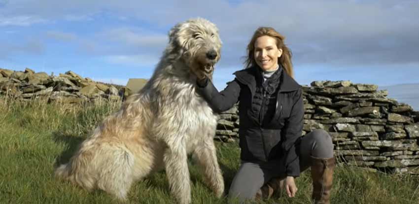 Irish Wolfhound German Shepherd mix