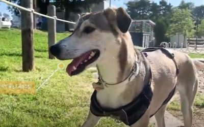 Greyhound Husky Mix