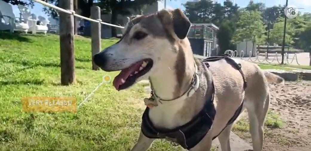 Greyhound Husky Mix