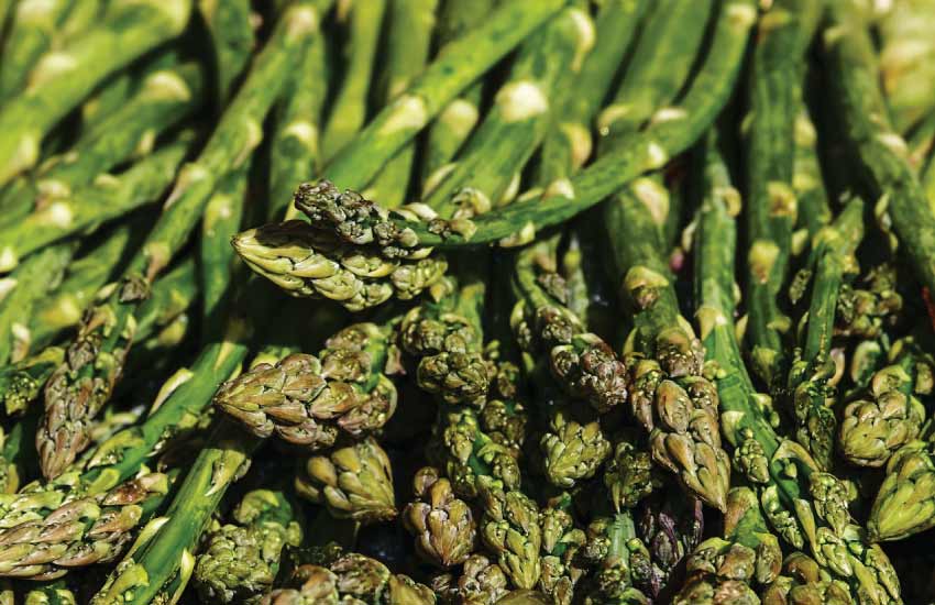 Can horses eat asparagus?