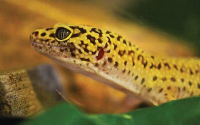 Do Leopard Geckos have teeth?