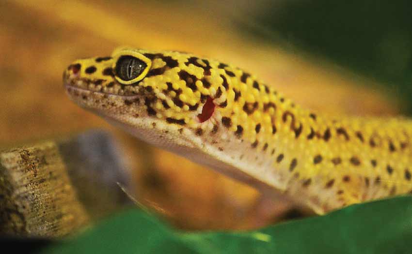 Do Leopard Geckos have teeth?