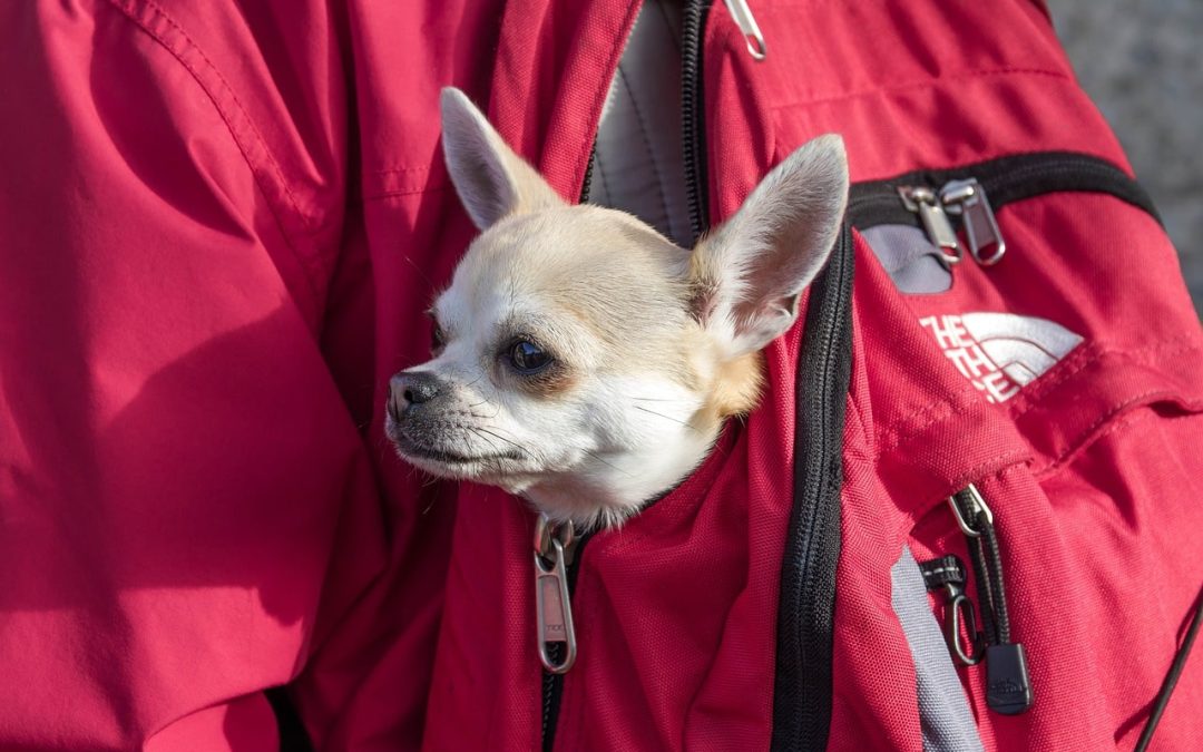 Are Dog Backpacks Comfortable for Dogs
