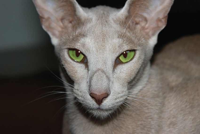 Big Nosed Cat | Cat with Big nose