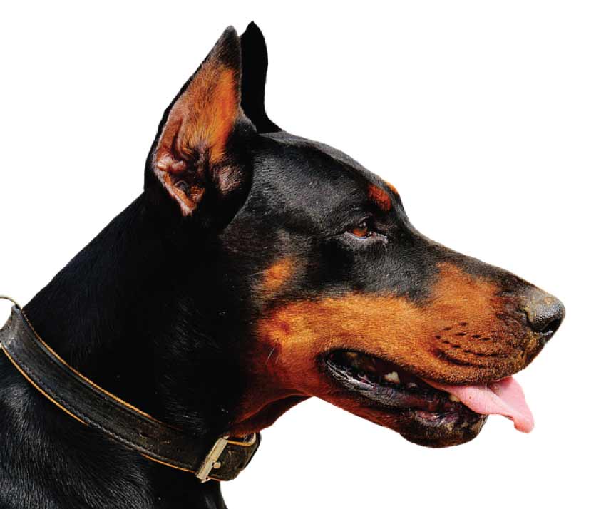 Can Dogs Spit Can dogs spit: dog with saliva on its lips after drinking water