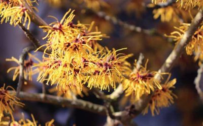 Is Witch Hazel safe for Cats?