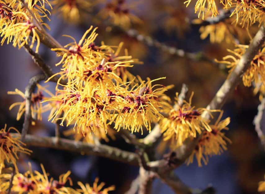 Is Witch Hazel safe for Cats