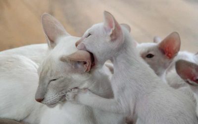 Cat Bites Neck of Other cat