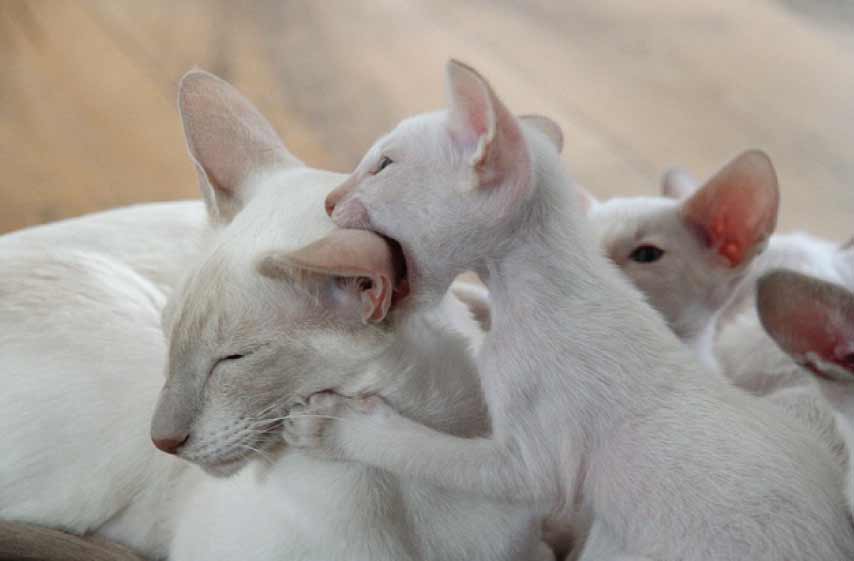 Cat Bites Neck of Other cat