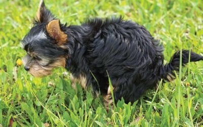 Dog Pooping Clear Liquid