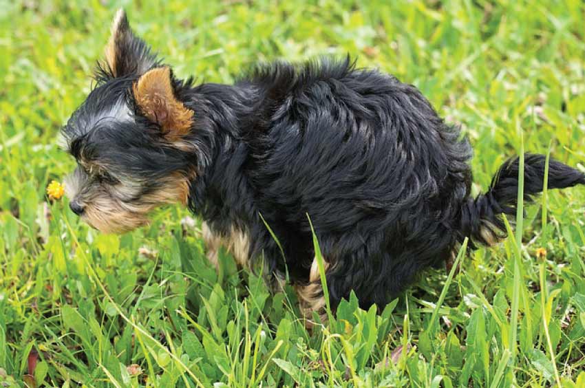 Dog Pooping Clear Liquid