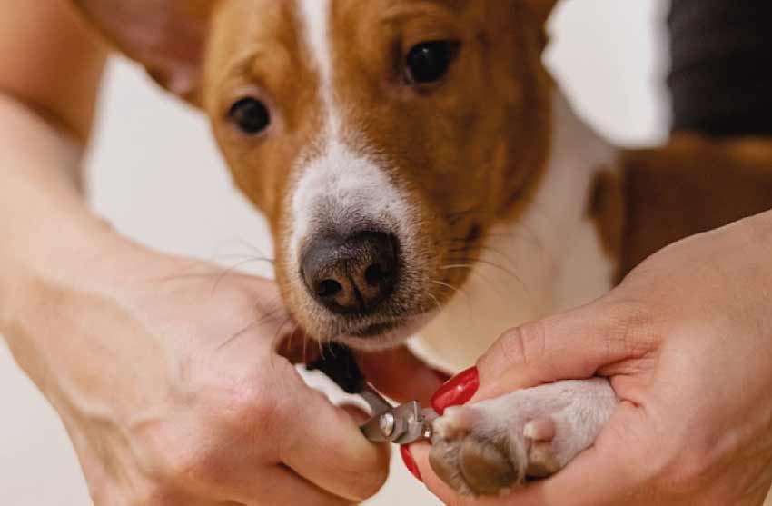 Dog Nail Bent Sideways Bleeding