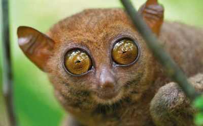 Big monkey eyes | Monkey with the big eyes