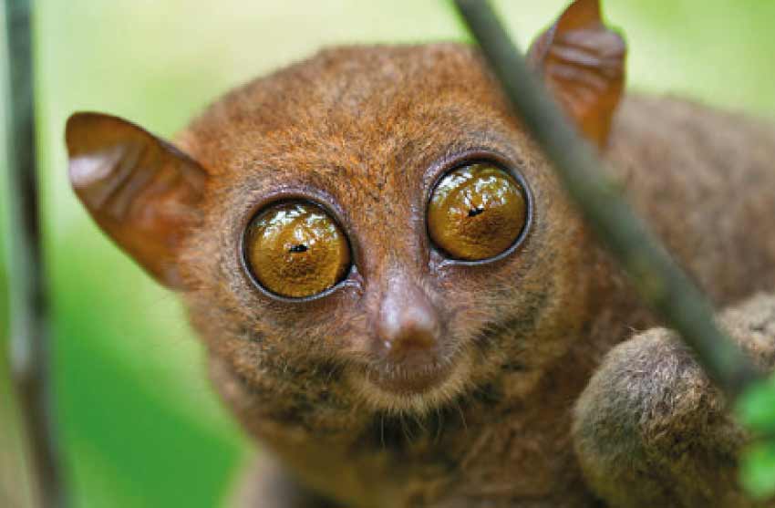 Big monkey eyes