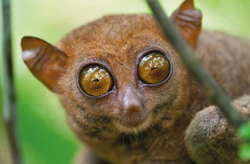 Big monkey eyes | Monkey with the big eyes