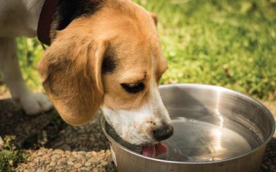 Dog drips water everywhere after drinking