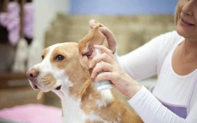 Cold compress for dog ear Hematoma