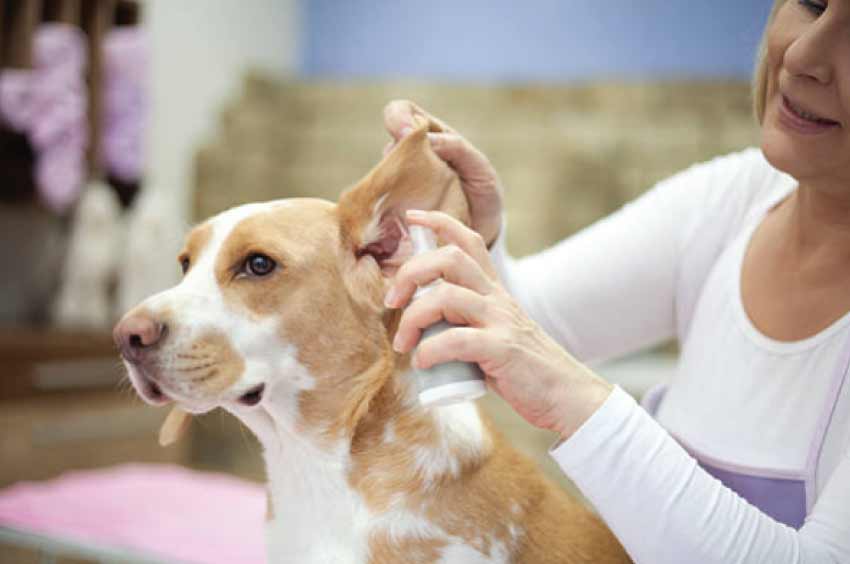 Cold compress for dog ear Hematoma