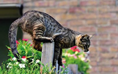 Kinked tail cat | Cat born with kinked tail