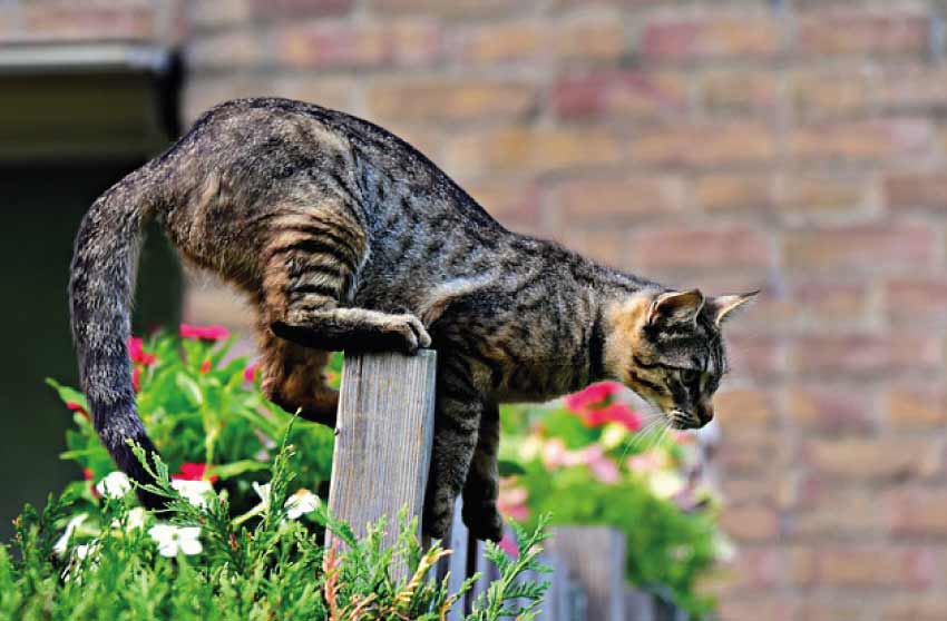 Kinked tail cat