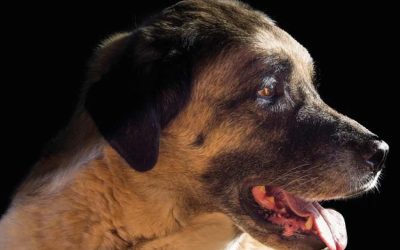 Kangal dog price | How much is a kangal dog?