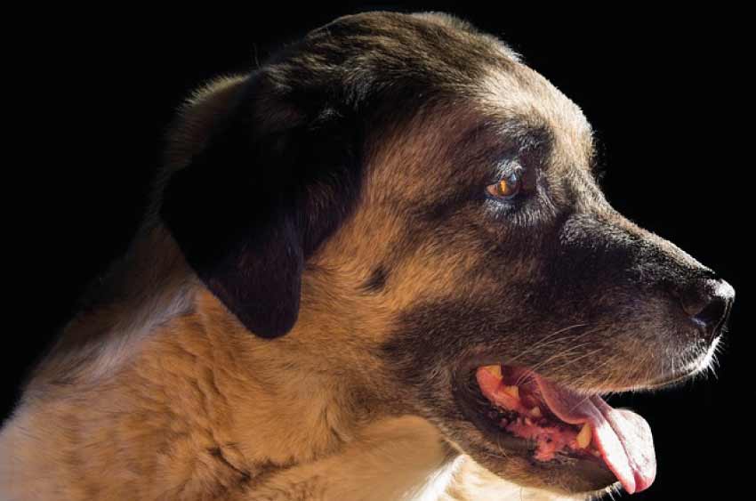 Kangal dog price | How much is a kangal dog?