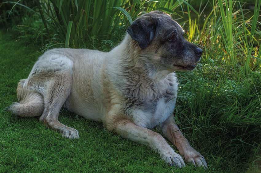 Kangal dog price