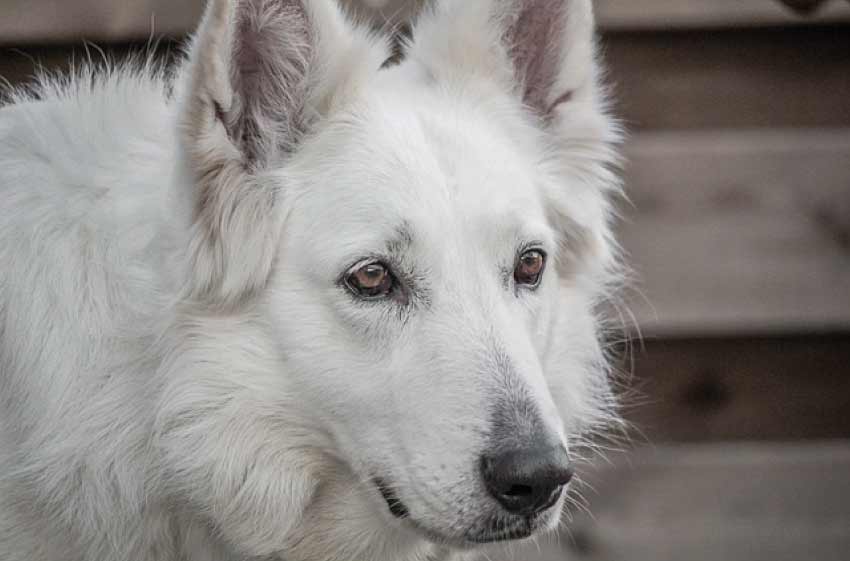 Tear Stains on White Dogs