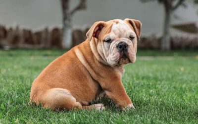Decoding wrinkle wipes English bulldog