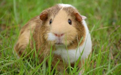 How long can guinea pigs go without hay?