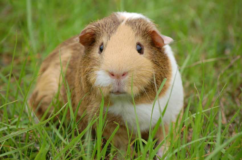 How long can guinea pigs go without hay