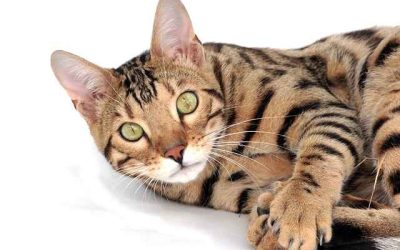 How much are Bengal kittens worth?