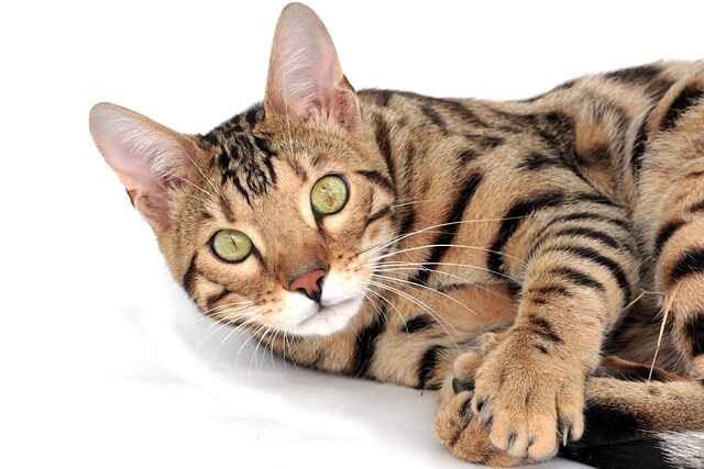 how much are bengal kittens