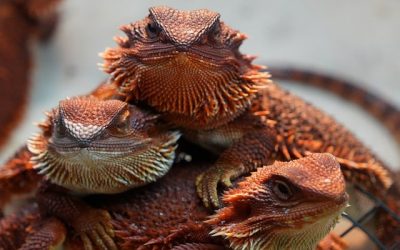 Calcium Supplements for Bearded Dragons with D3