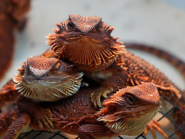 Calcium Supplements for Bearded Dragons with D3