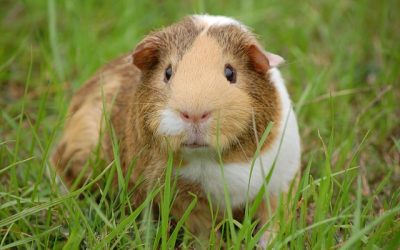 Safest Vegetables for Guinea Pigs to Eat Daily
