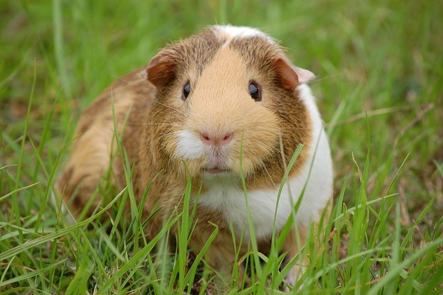 Safest Vegetables for Guinea Pigs to Eat Daily