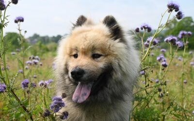 Personalized Dog Nutrition Plans